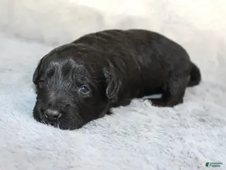 Aussiedoodle dogs Amour - Ad 30