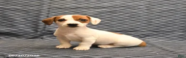 Julie 