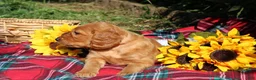 Mixed Breed dogs for sale: Daisy - Irish Goldendoodle  - Ad 6