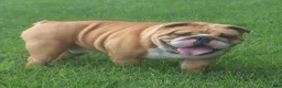 English Bulldog dogs for sale: Griffin - Ad 5
