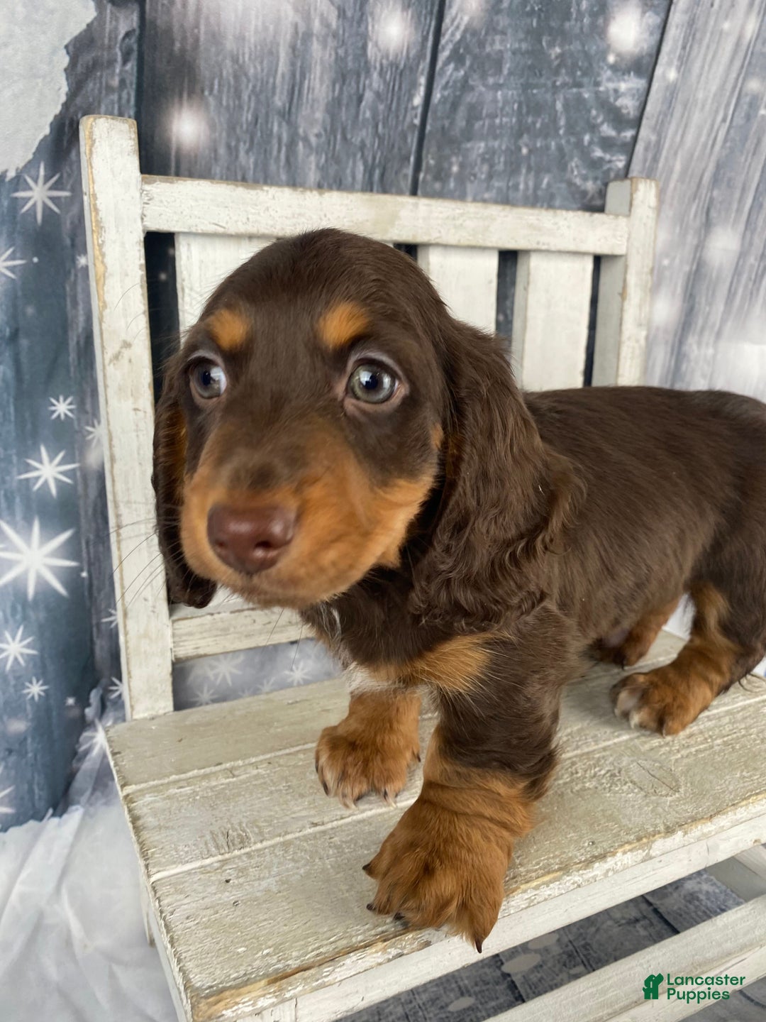 Miniature Dachshund dogs for sale: Toby - Ad 10