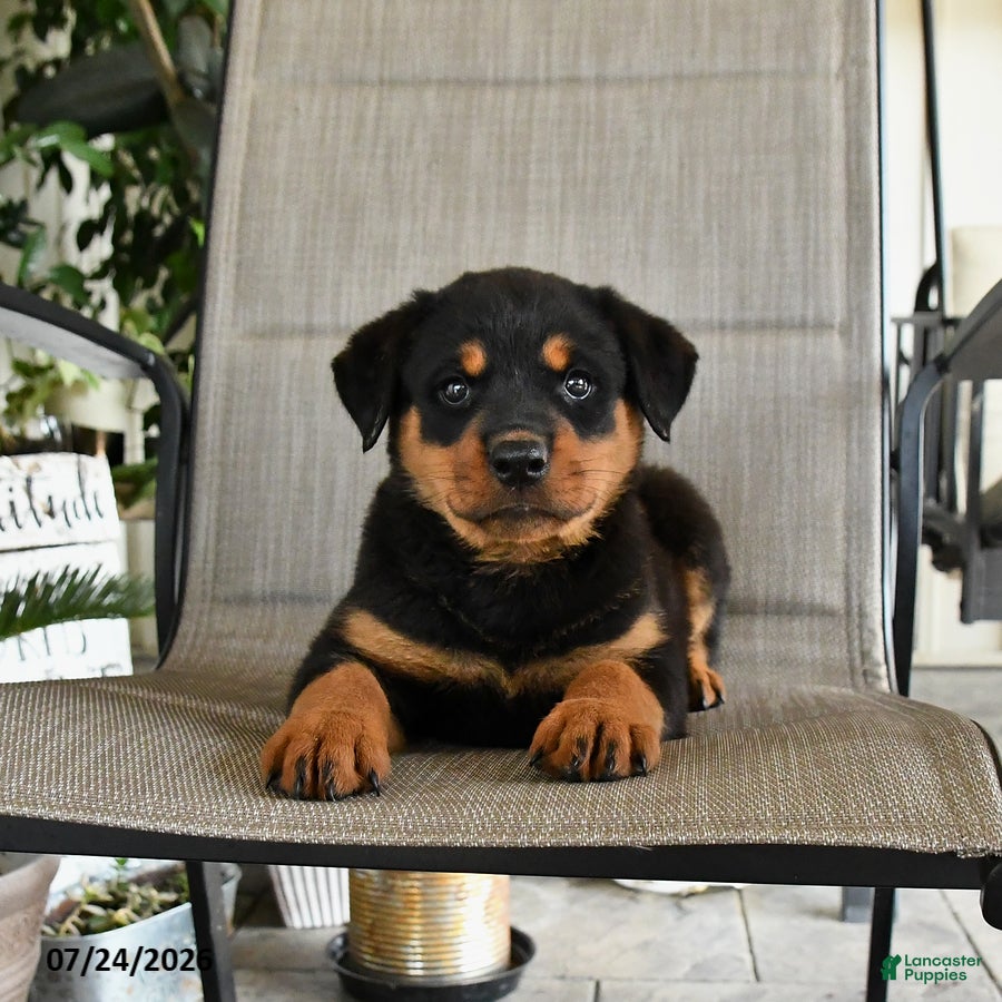 Rottweiler dogs Mia  - Ad 1