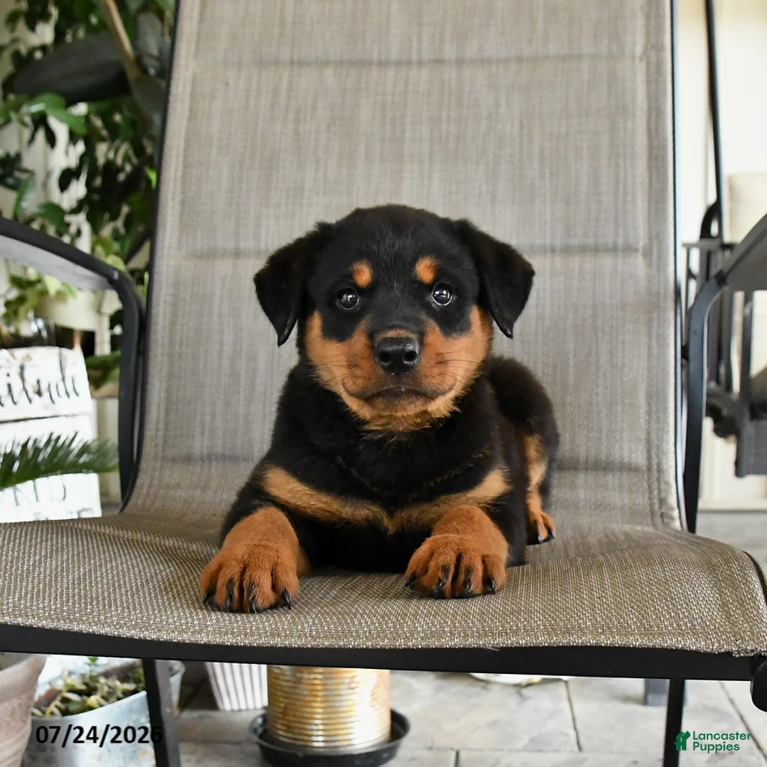 Rottweiler dogs for sale: Mia  - Ad 1