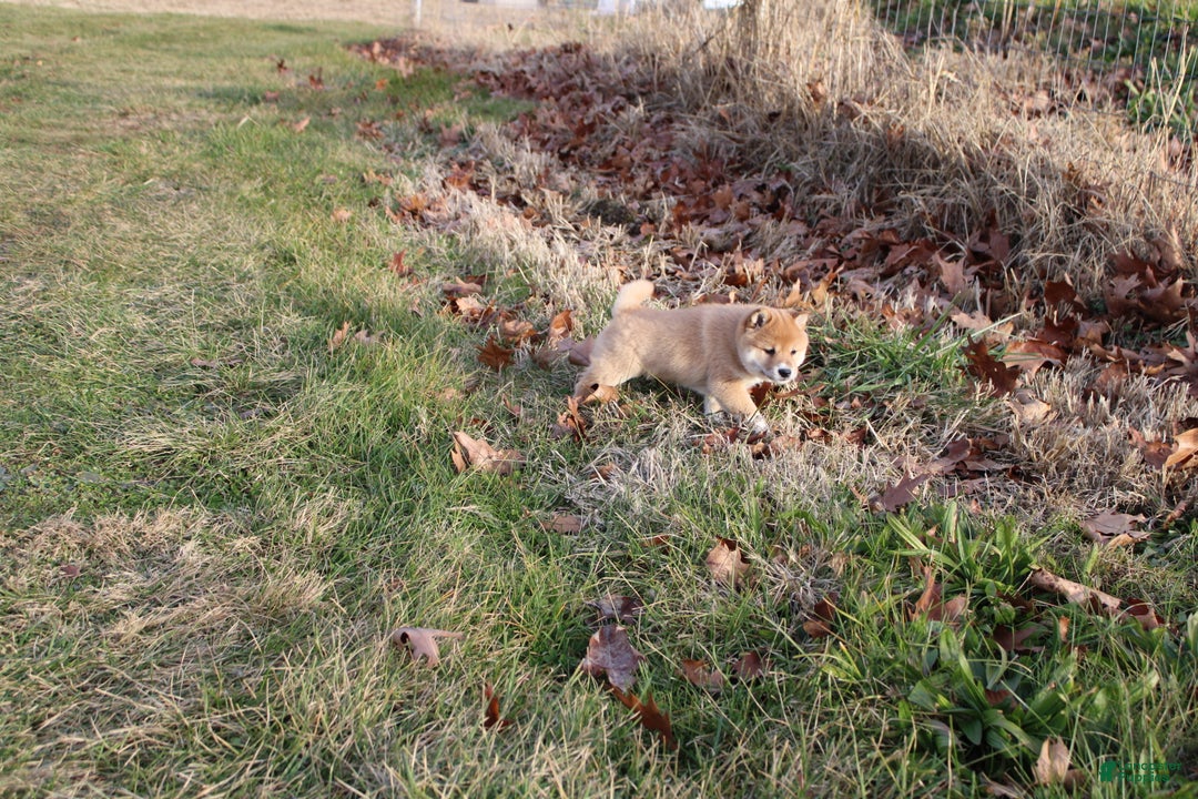 Shiba Inu dogs for sale: Light - Ad 7