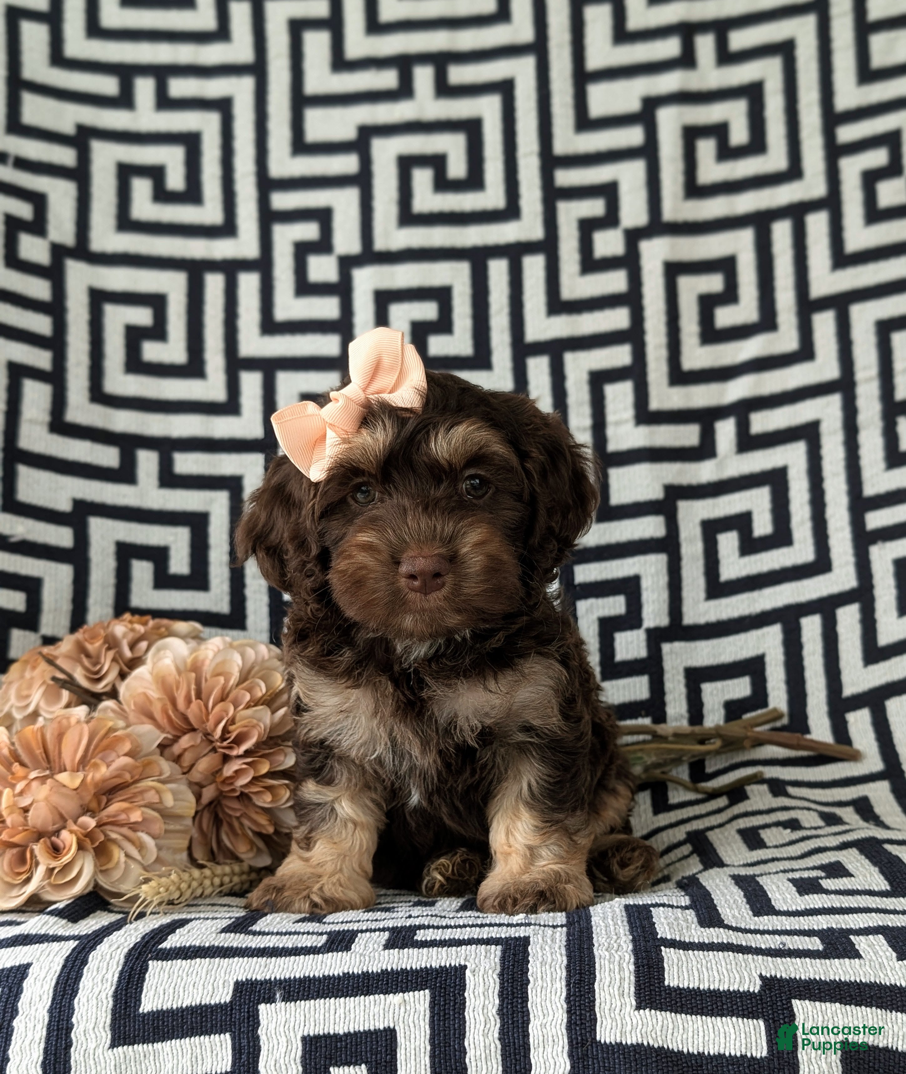 Cockapoo dogs Anika - Ad 2