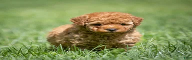 Treasure Miniature Poodle 