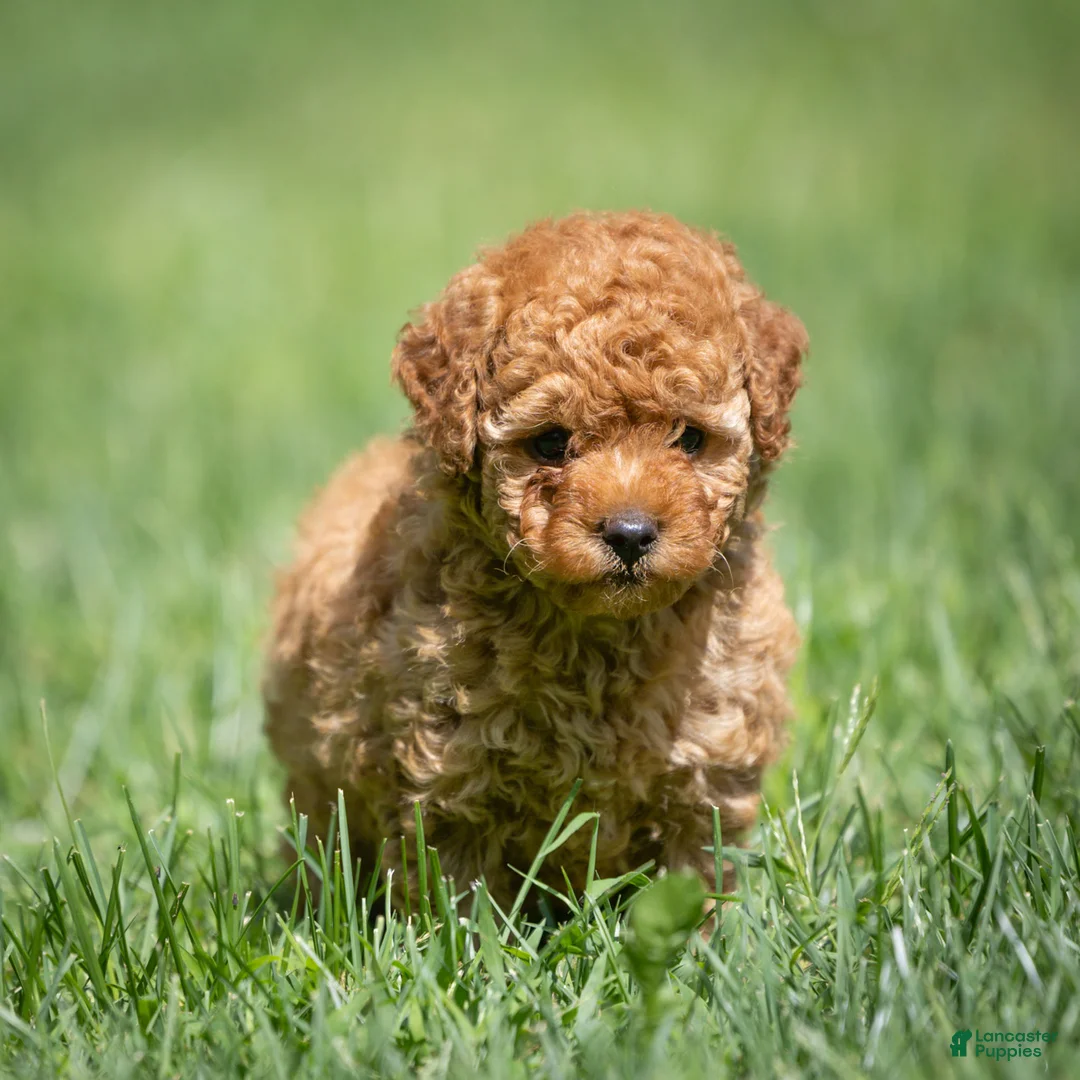 Miniature Poodle dogs for sale: Treasure Miniature Poodle  - Ad 1