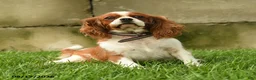 Cavalier King Charles Spaniel dogs for sale: Tommy - Ad 6