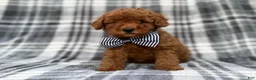 Cavapoo dogs for sale: Axel - Ad 3