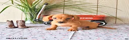 Miniature Dachshund dogs for sale: Ronny - Ad 6