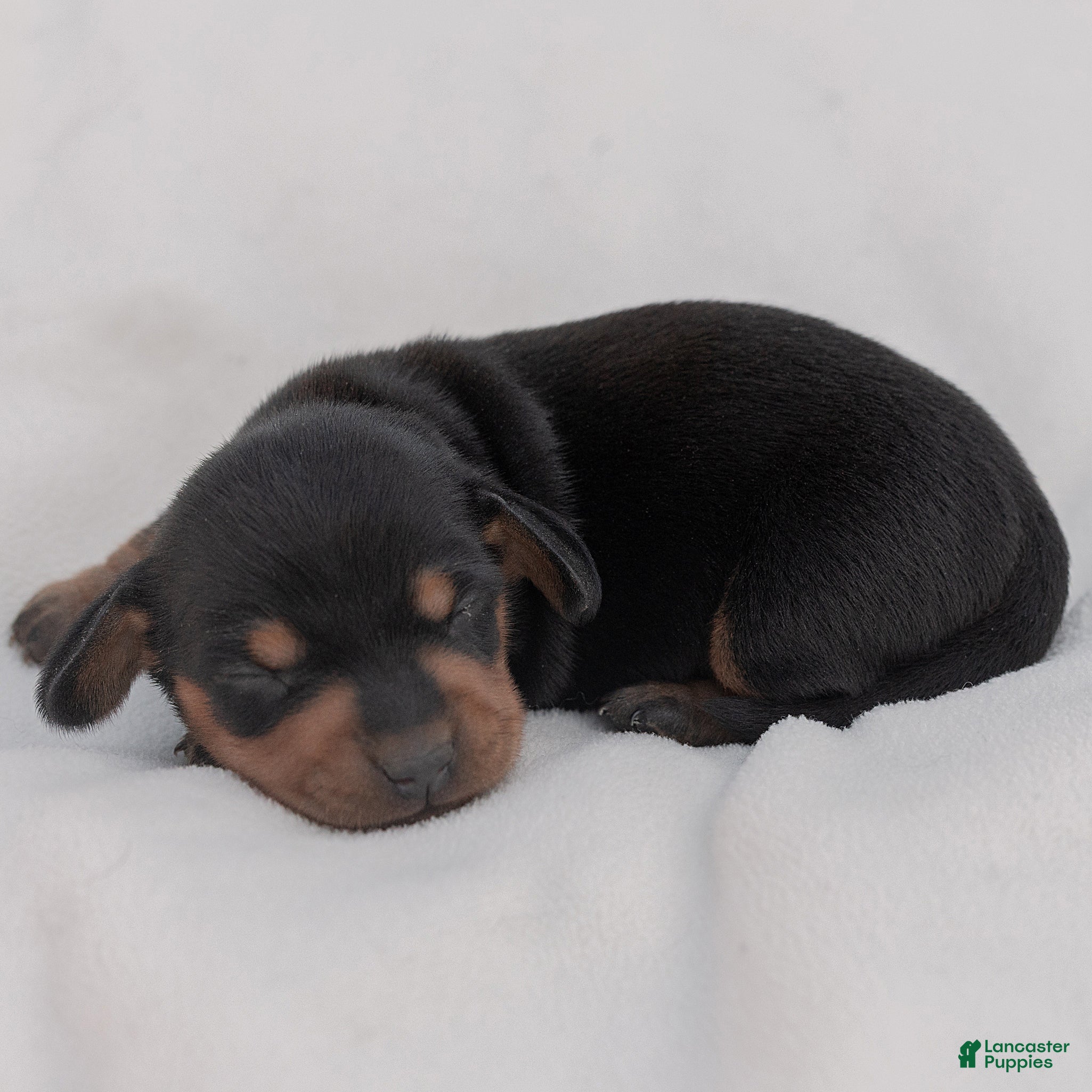 Miniature Dachshund dogs Linus Miniature Dachshund  - Ad 2