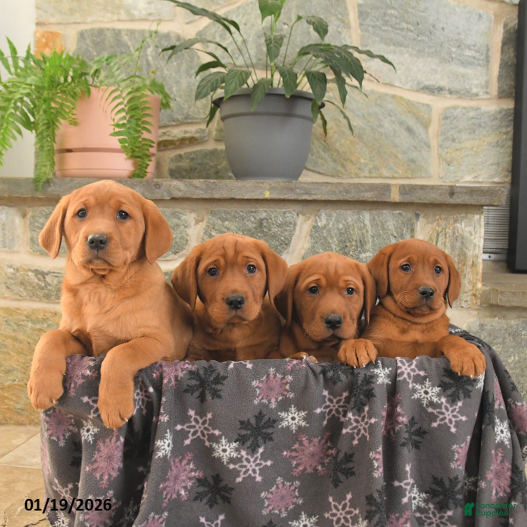 Labrador Retriever dogs for sale: Ginger - Ad 5