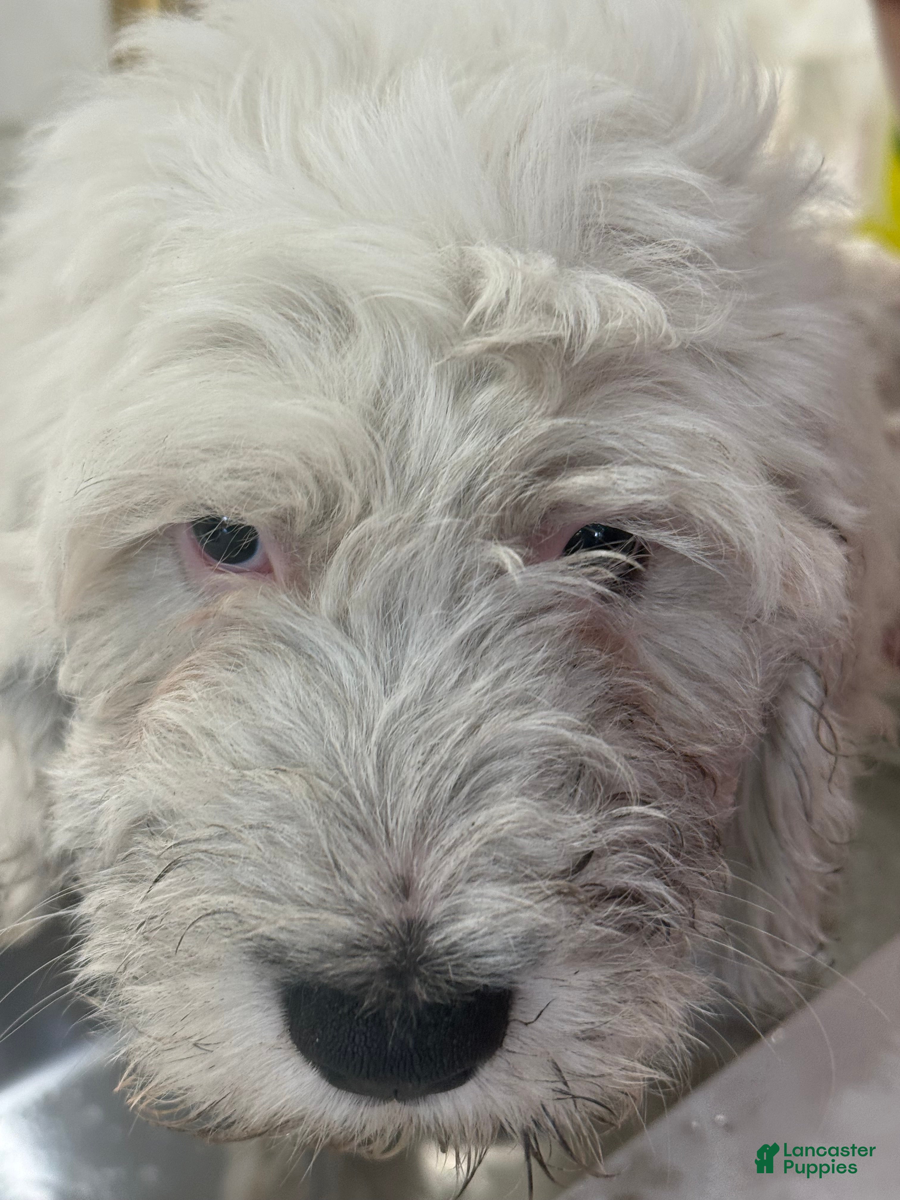 Sheepadoodle dogs Agave  - Ad 2