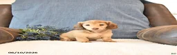 Miniature Dachshund dogs for sale: Sadie - Ad 2