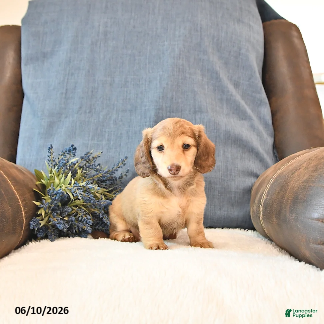 Miniature Dachshund dogs for sale: Sadie - Ad 2