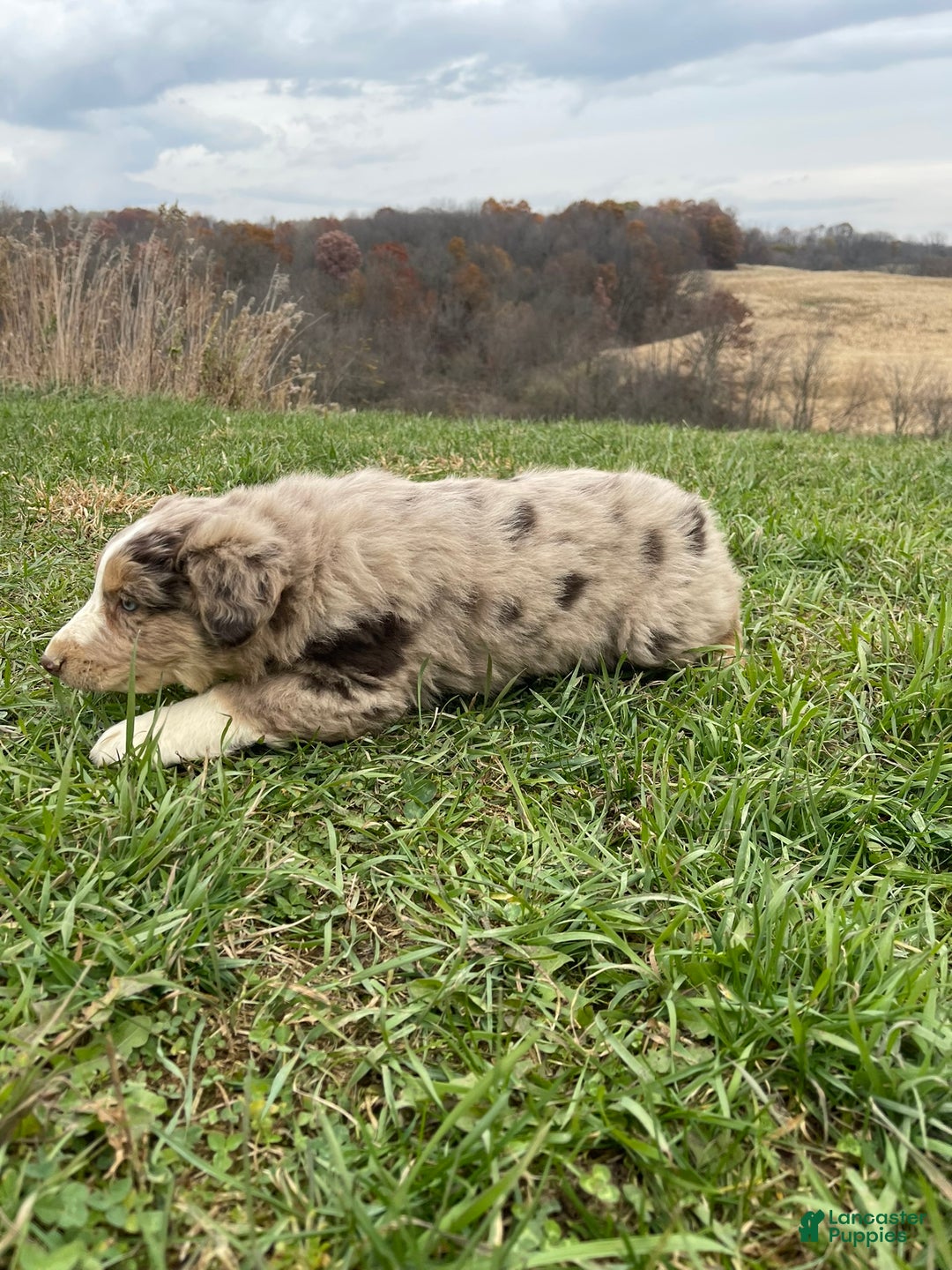 Australian Shepherd dogs for sale: Percy - Ad 12