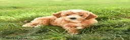 Mini Goldendoodle dogs for sale: Florence - Ad 5