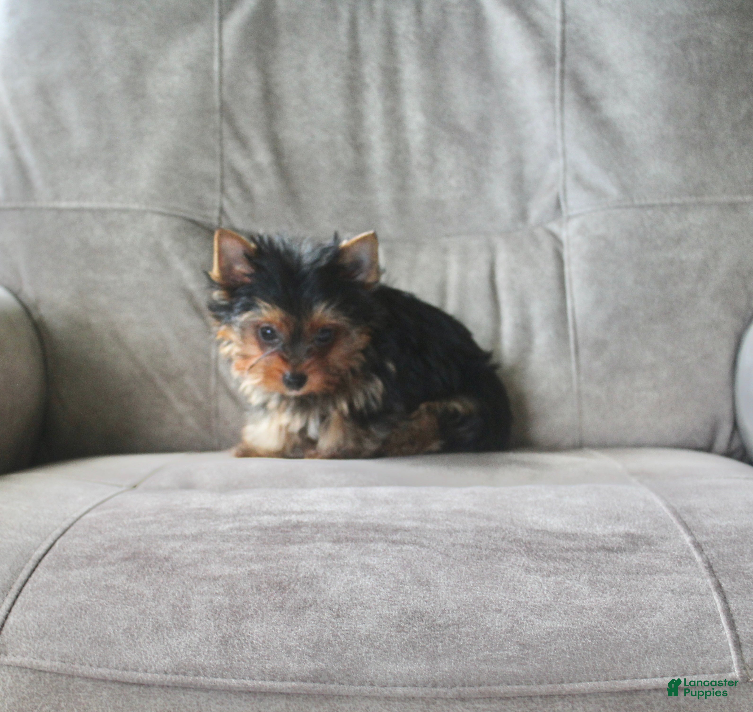 Yorkshire Terrier dogs Buddy - Ad 1