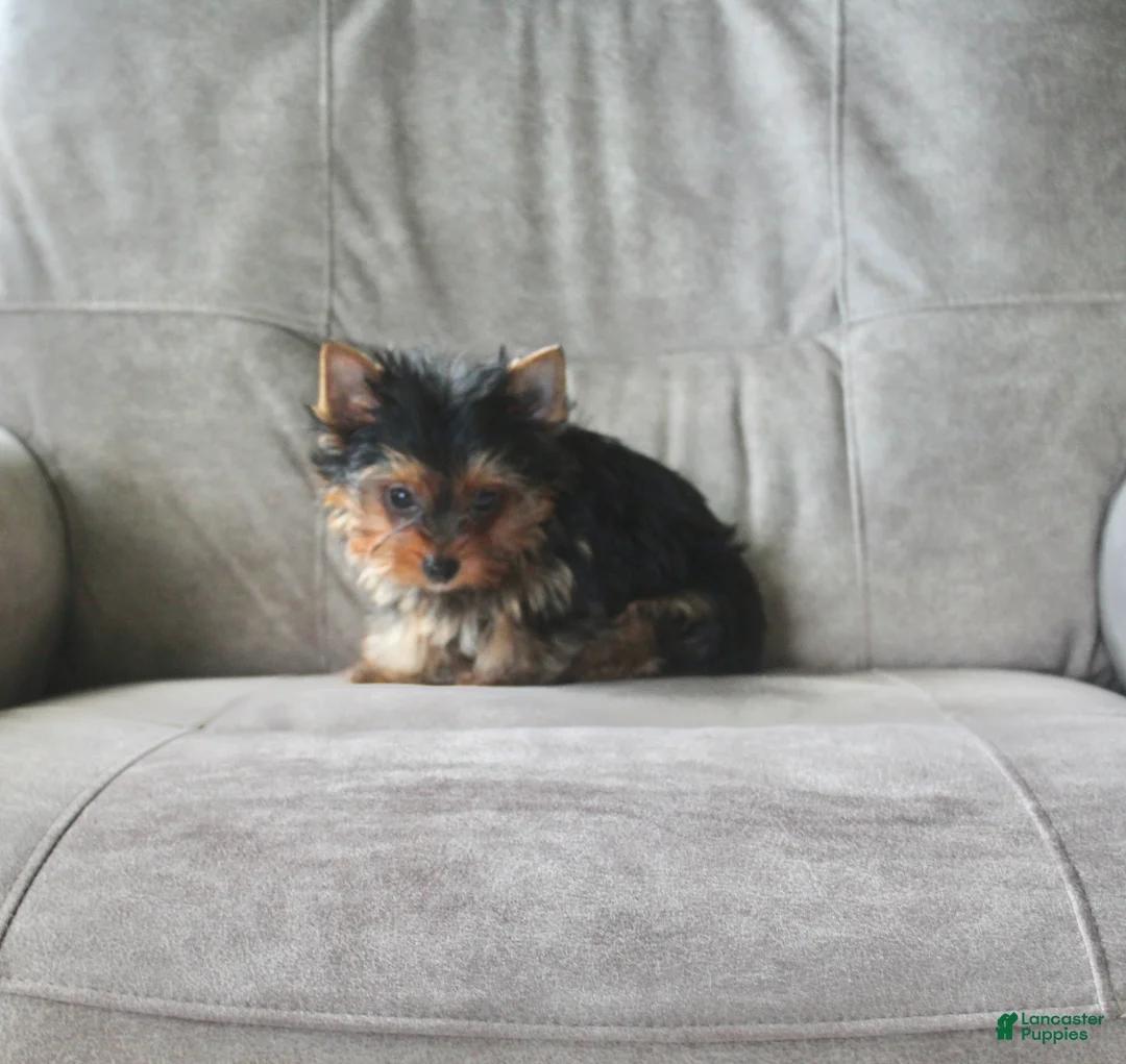 Yorkshire Terrier dogs for sale: Buddy - Ad 1