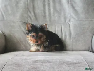 Yorkshire Terrier dogs for sale: Buddy - Ad 3