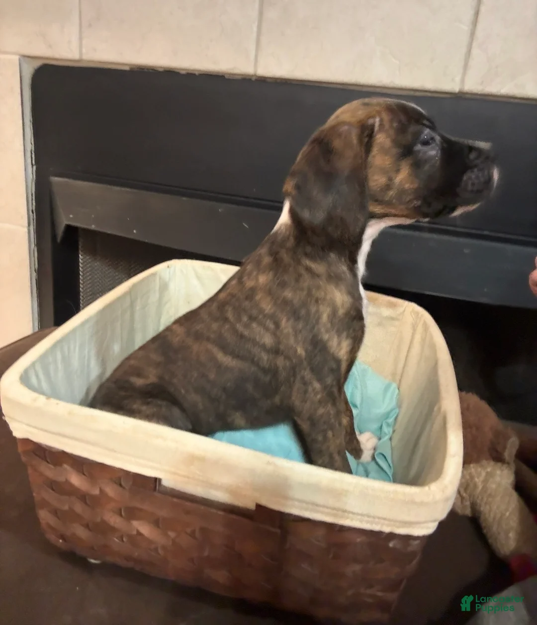 Mixed Breed dogs for sale: Boxenese Boy 1 - Ad 2