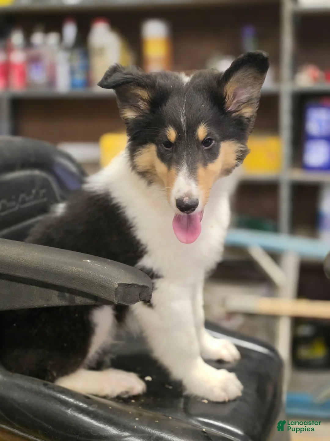 Collie dogs for sale: Lenard  - Ad 2