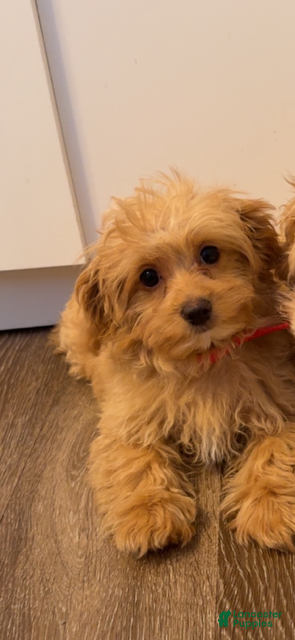 Maltipoo dogs Maltipoo Puppy 1 - Ad 11