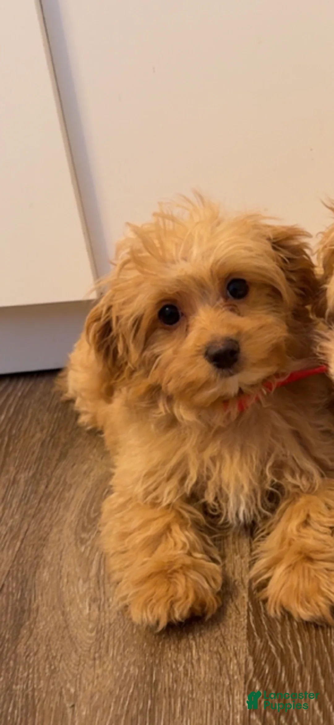 Maltipoo dogs for sale: Maltipoo Puppy 1 - Ad 1