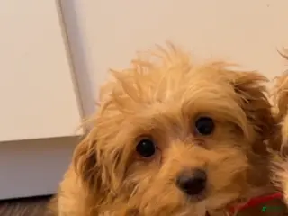 Maltipoo dogs Maltipoo Puppy 1 - Ad 34