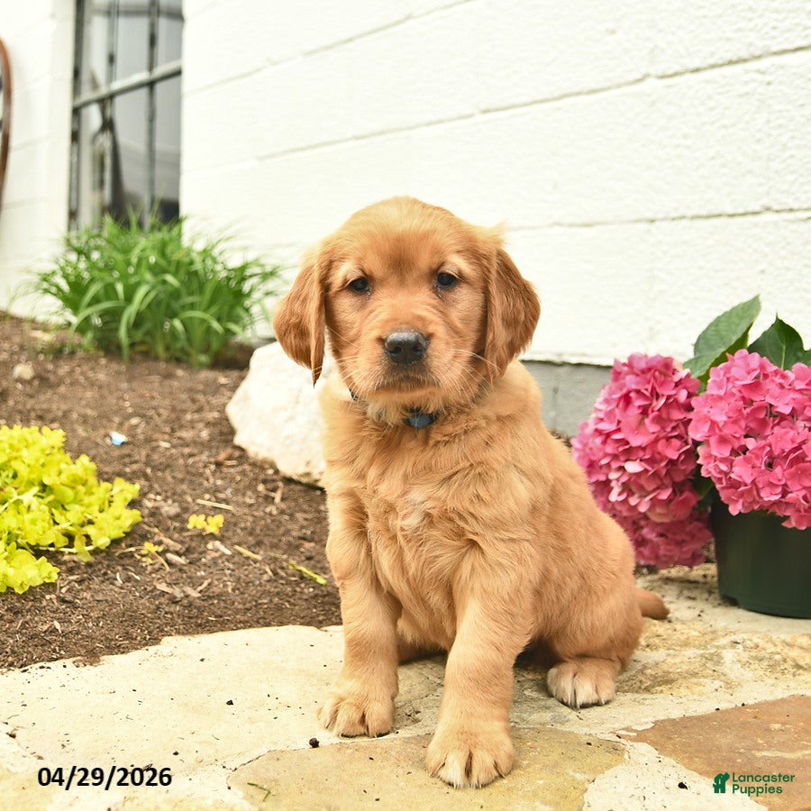 Golden Retriever dogs Cali  - Ad 1