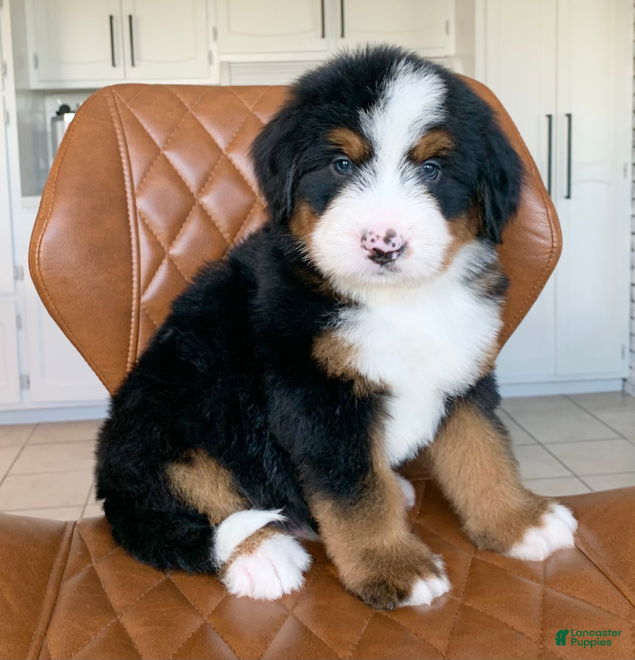 Bernedoodle dogs Oliver - Ad 1