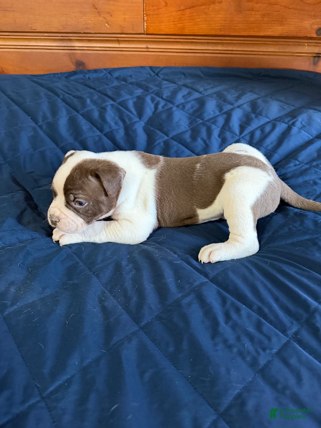 American Bulldog dogs for sale: Max - Ad 1