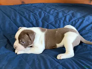 American Bulldog dogs Max - Ad 9