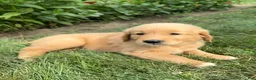 Golden Retriever dogs for sale: Callie - Ad 5