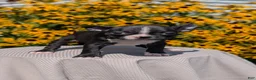 Boston Terrier dogs for sale: Tulip - Ad 6