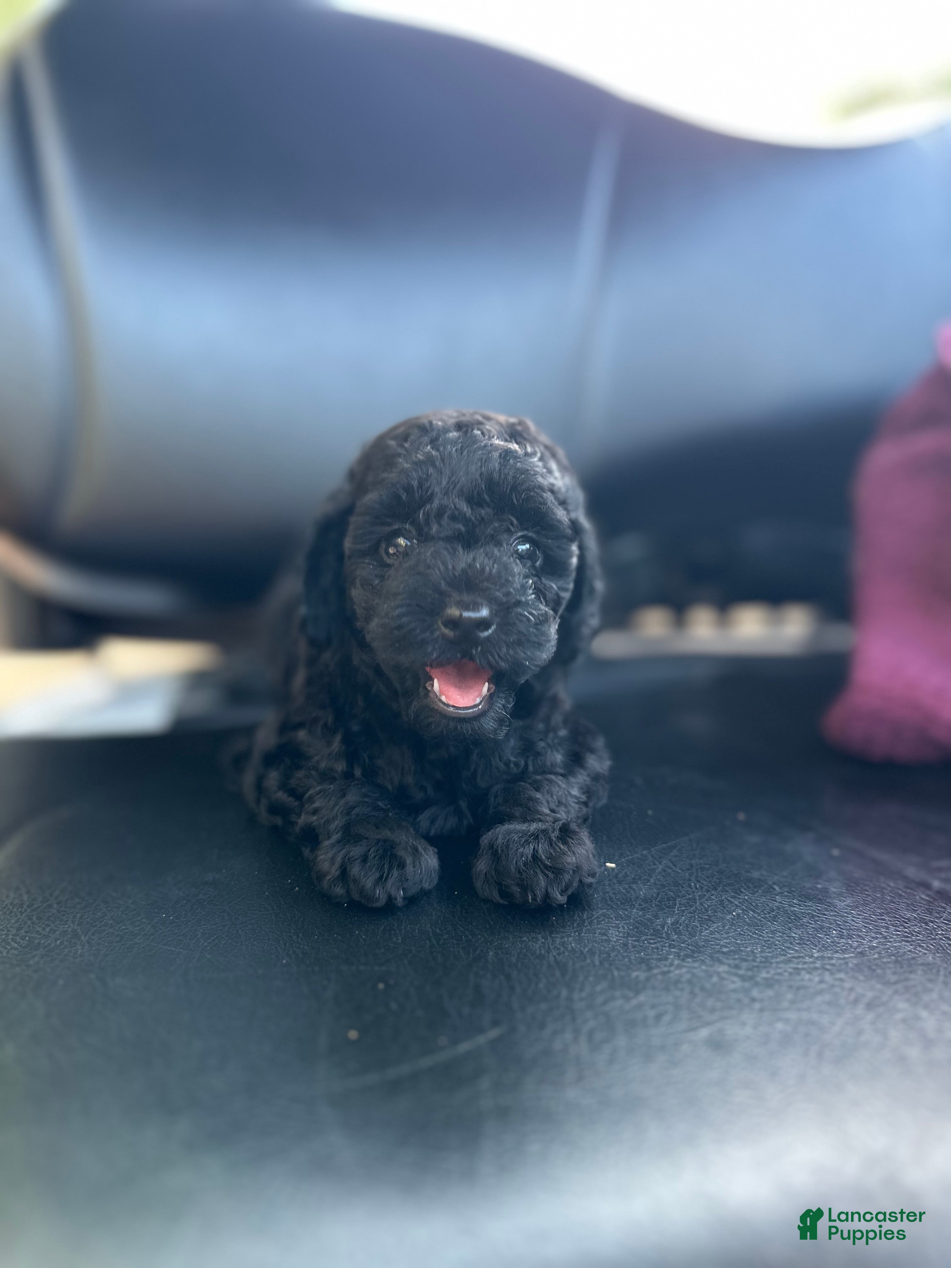 Toy Poodle dogs Jade - Ad 1