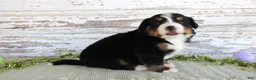 Bernese Mountain Dog dogs for sale: Mercy - Ad 3