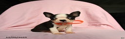 Boston Terrier dogs for sale: Tag - Ad 5