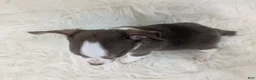 Chihuahua dogs for sale: Charlie Brown Smooth Coat  - Ad 7