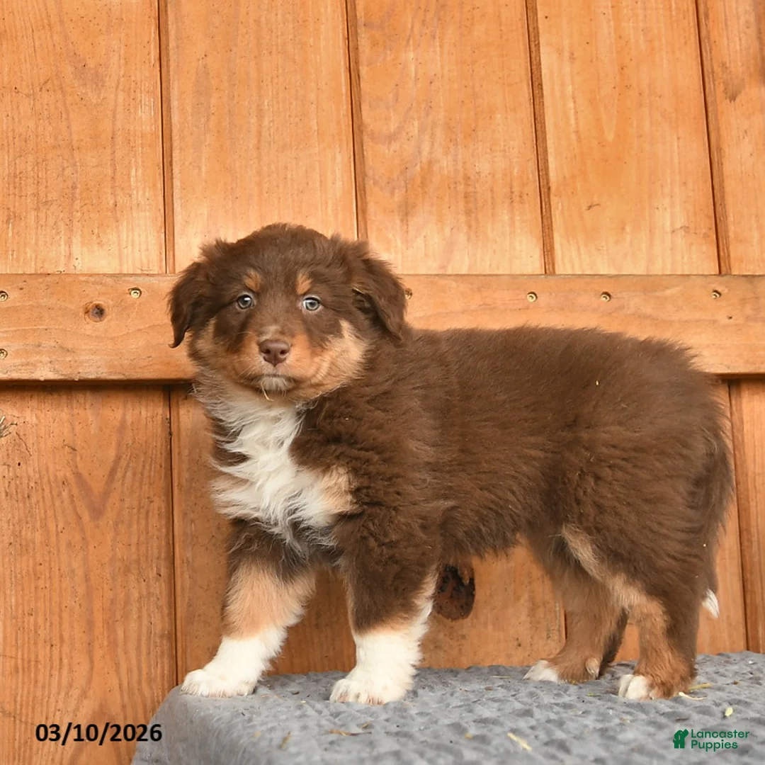 Australian Shepherd dogs for sale: Abigail  - Ad 2