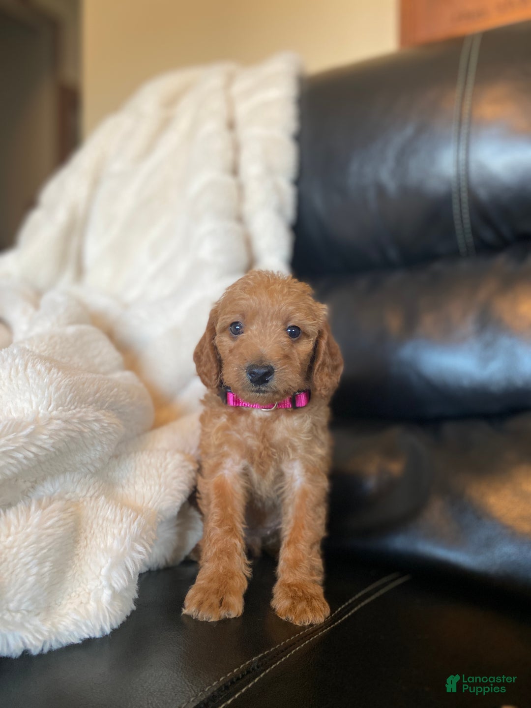 Mixed Breed dogs for sale: Noelle - Ad 5