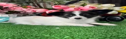 Papillon dogs for sale: Rascal  - Ad 2