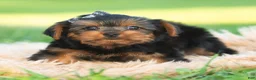 Yorkshire Terrier dogs for sale: Rowan - Ad 5