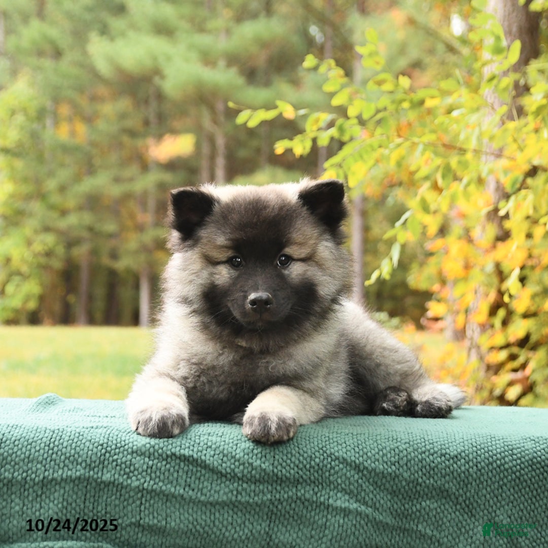 Keeshond dogs for sale: Nugget - Ad 3
