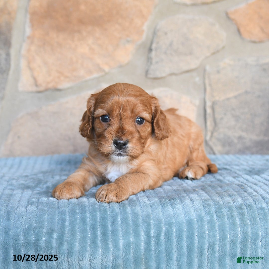 Cavapoo dogs for sale: Franklin - Ad 6