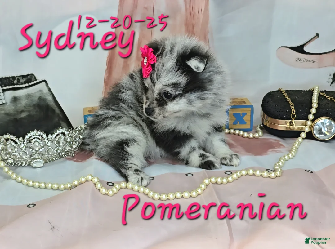 Pomeranian dogs for sale: Sydney Pomeranian Puppy 1 - Ad 5