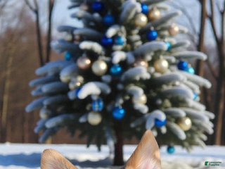 Welsh Corgi Pembroke dogs Alfie bluie - Ad 31