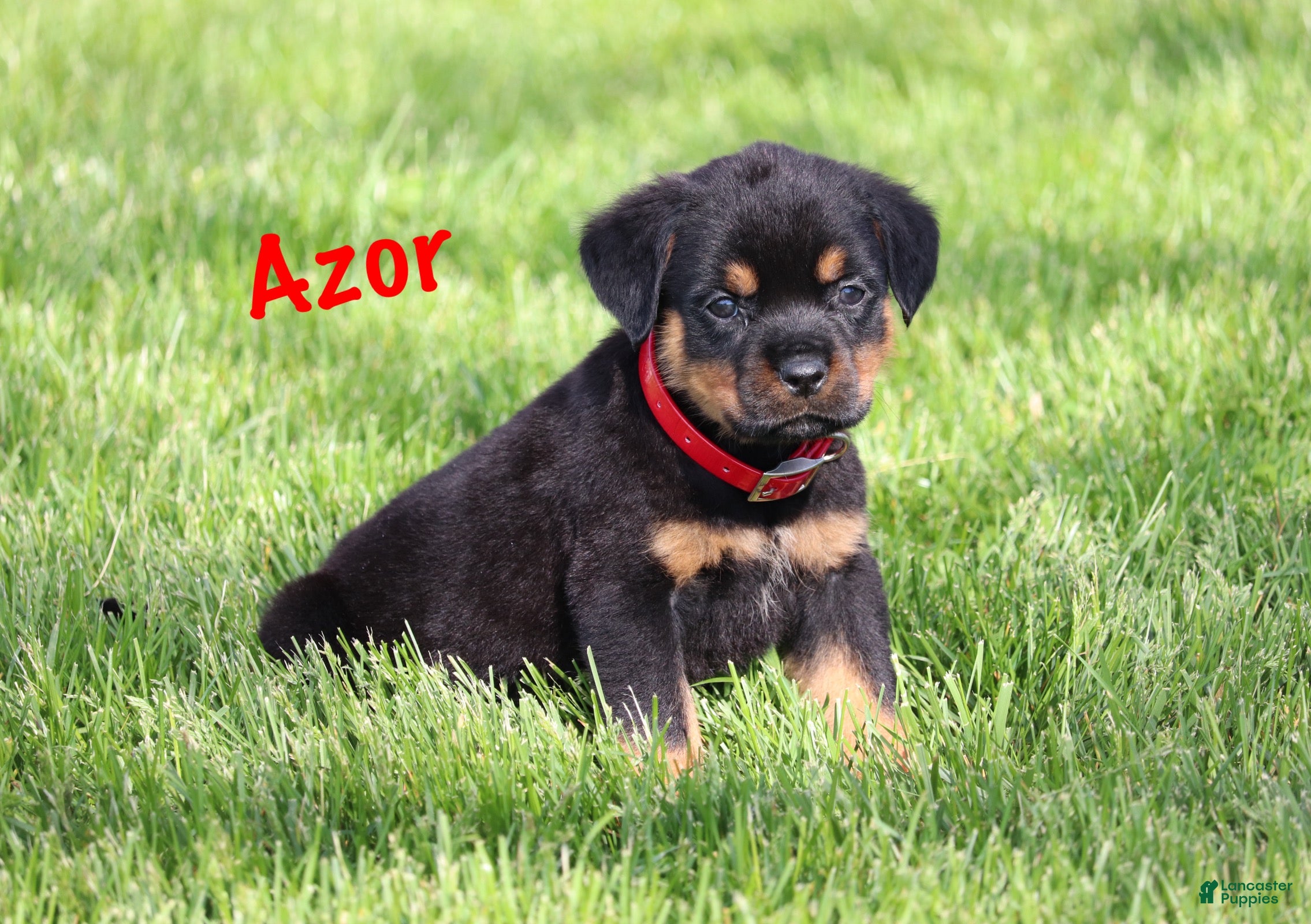 Rottweiler dogs Azor  - Ad 2