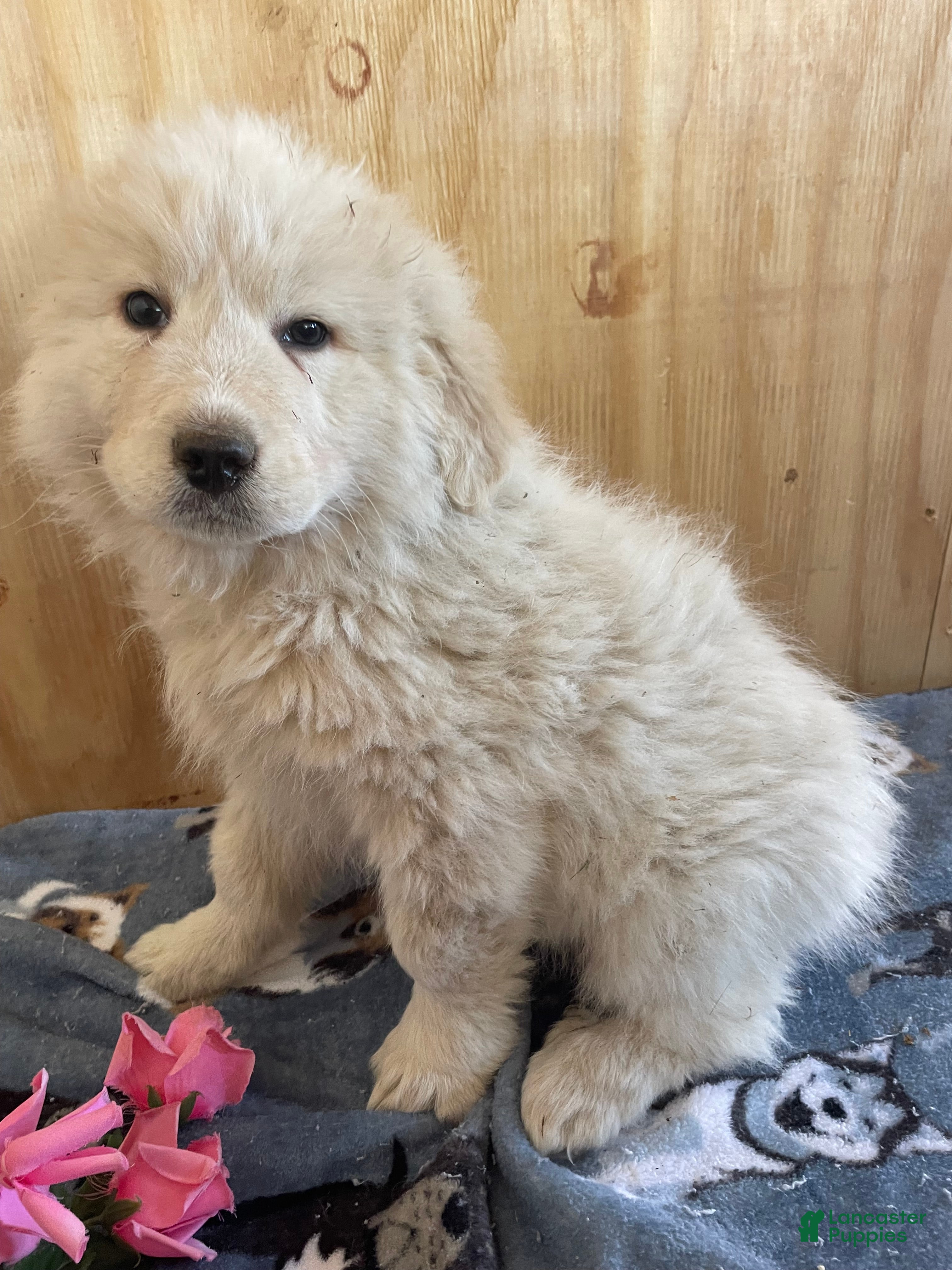 Great Pyrenees dogs Fonzie - Ad 42