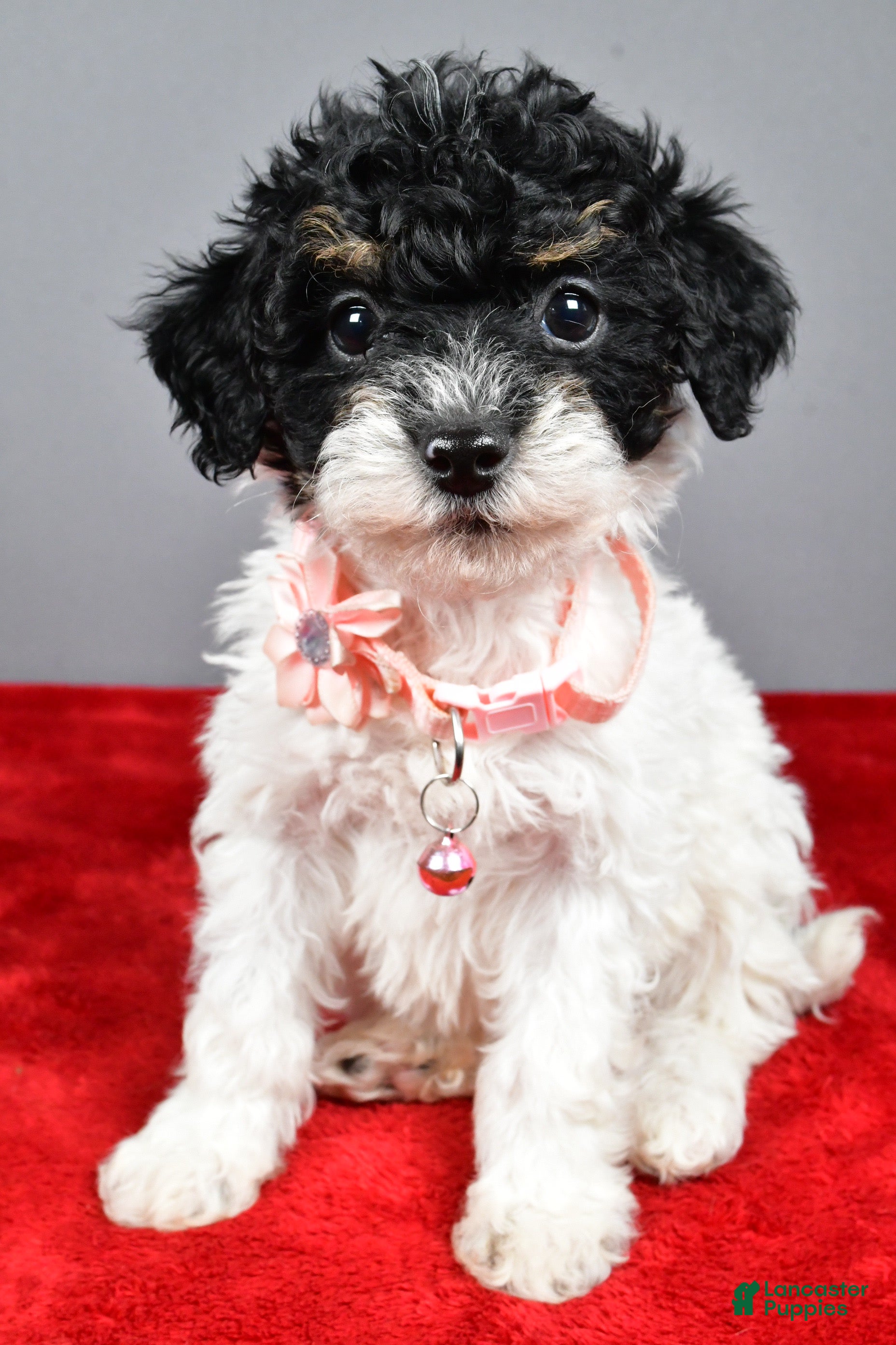 Miniature Poodle dogs Amanda - Ad 10